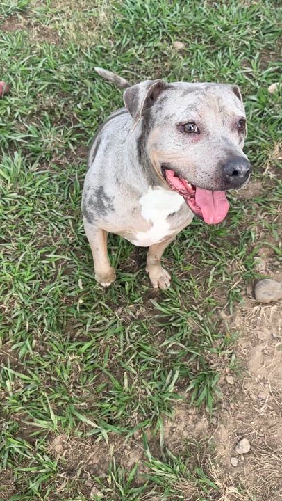 Enlarge Grayson, a Adoptable American Staffordshire Terrier in Gonzales, TX video 5/5
