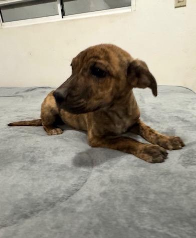 Enlarge Lucky(23), a ADOPTABLE mixed breed in Mexicali, BCN image 4/5