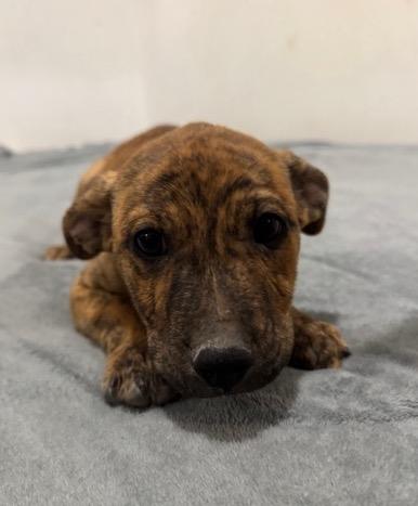 Enlarge Lucky(23), a ADOPTABLE mixed breed in Mexicali, BCN image 1/5