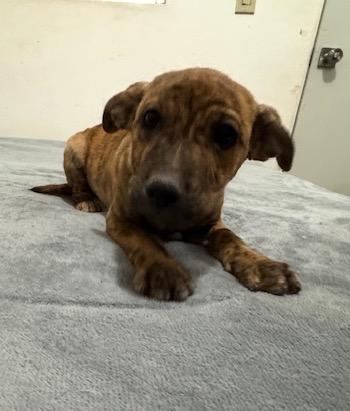 Enlarge Lucky(23), a ADOPTABLE mixed breed in Mexicali, BCN image 2/5