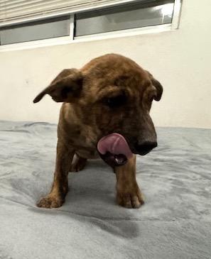 Enlarge Lucky(23), a ADOPTABLE mixed breed in Mexicali, BCN image 3/5