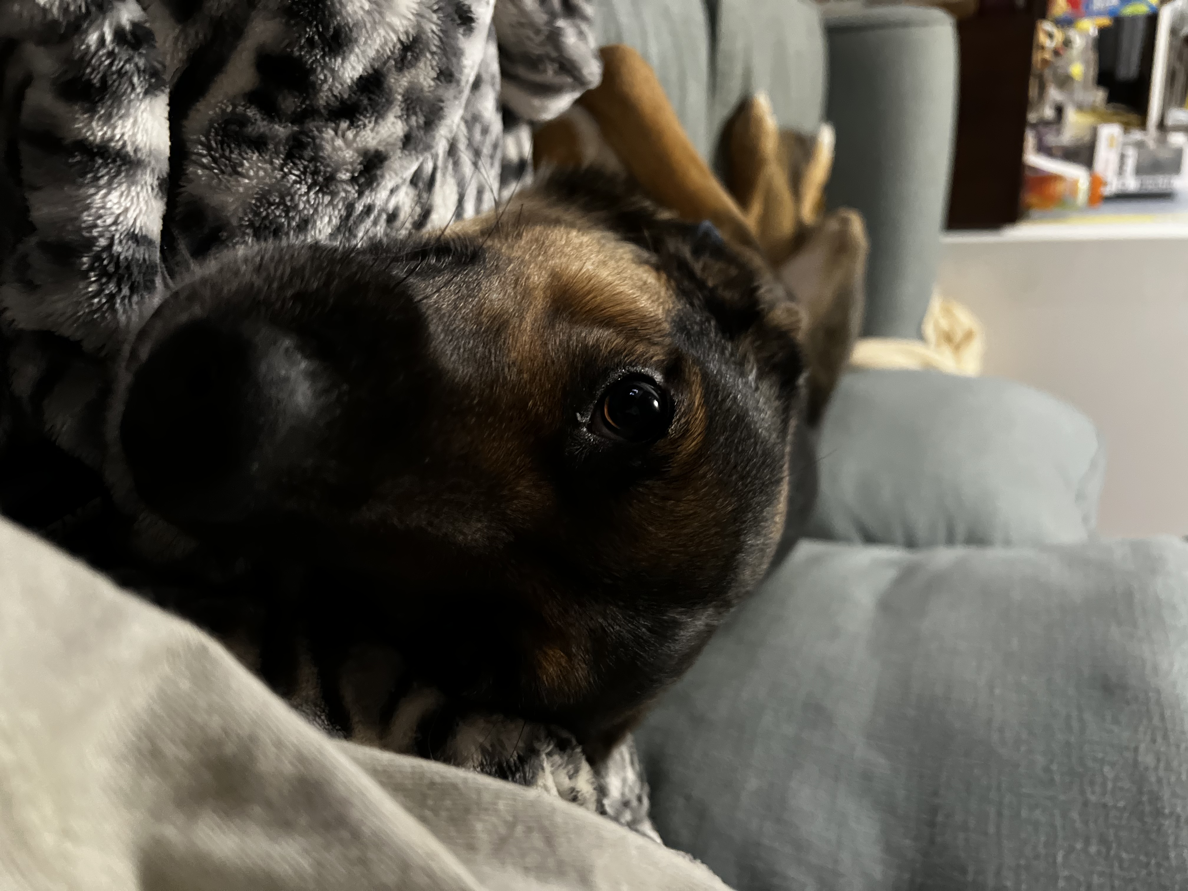 Millie