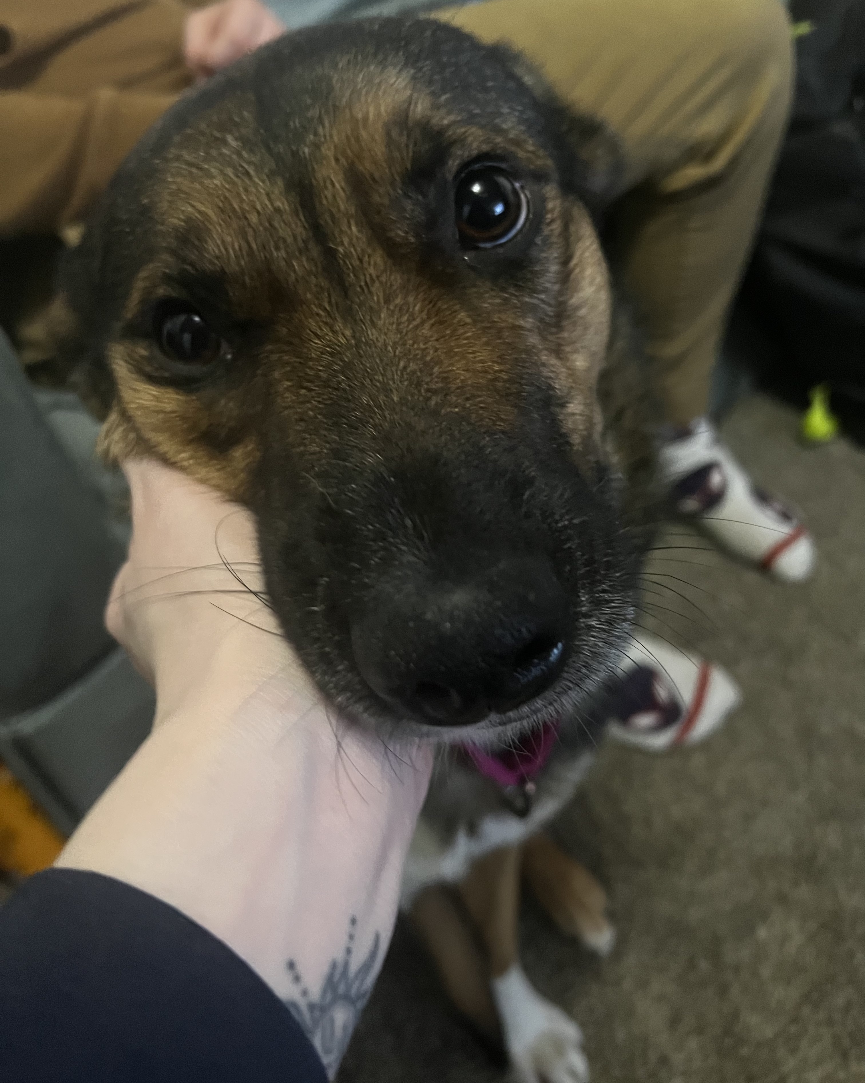 Enlarge Millie, a Adoptable mixed breed in Holly, MI image 4/6