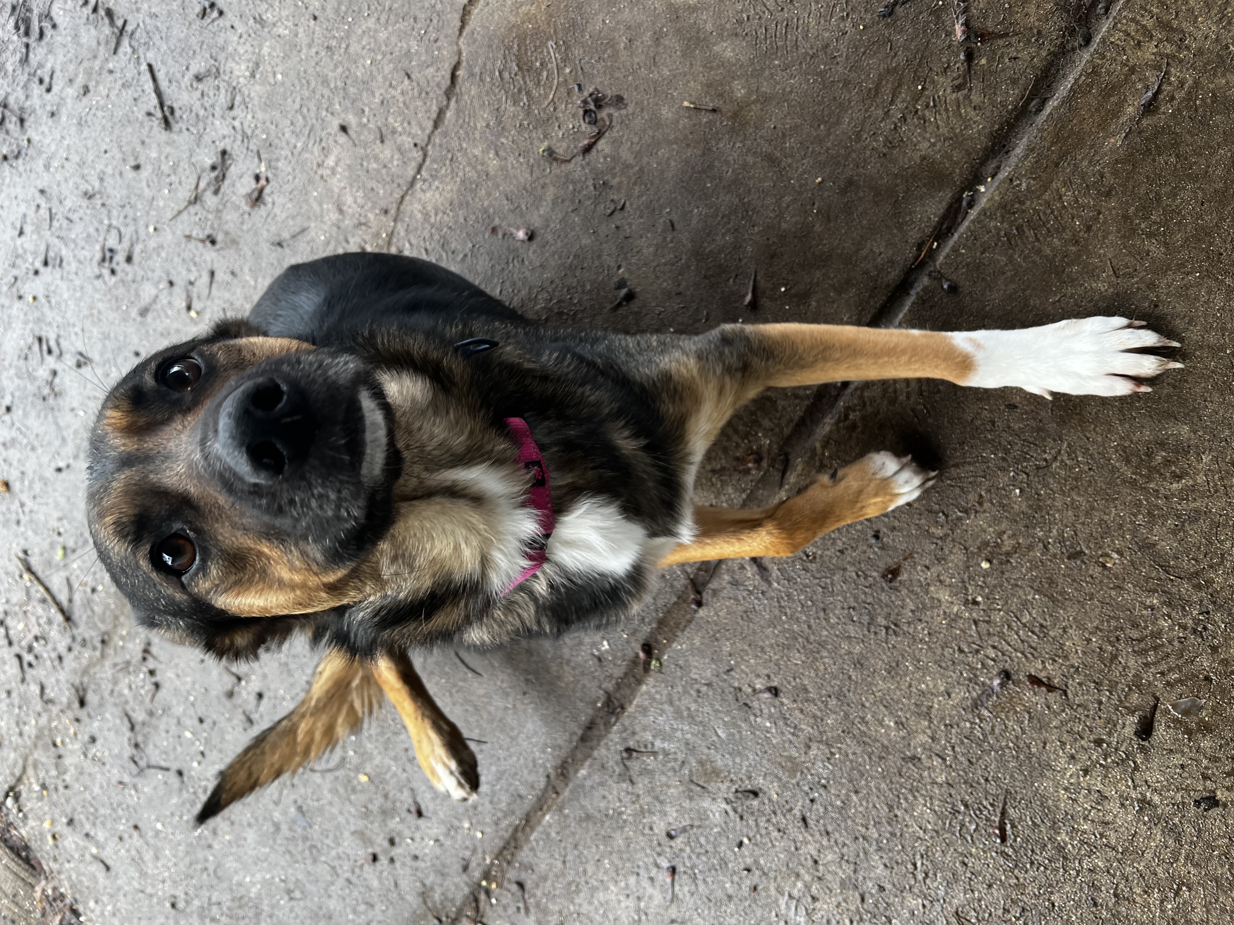 Millie, Adoptable, Adult Female German Shepherd Dog & Australian Shepherd.