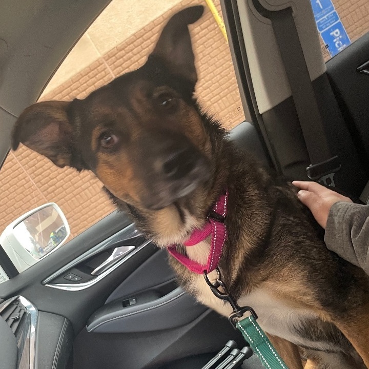 Enlarge Millie, a Adoptable mixed breed in Holly, MI image 2/6