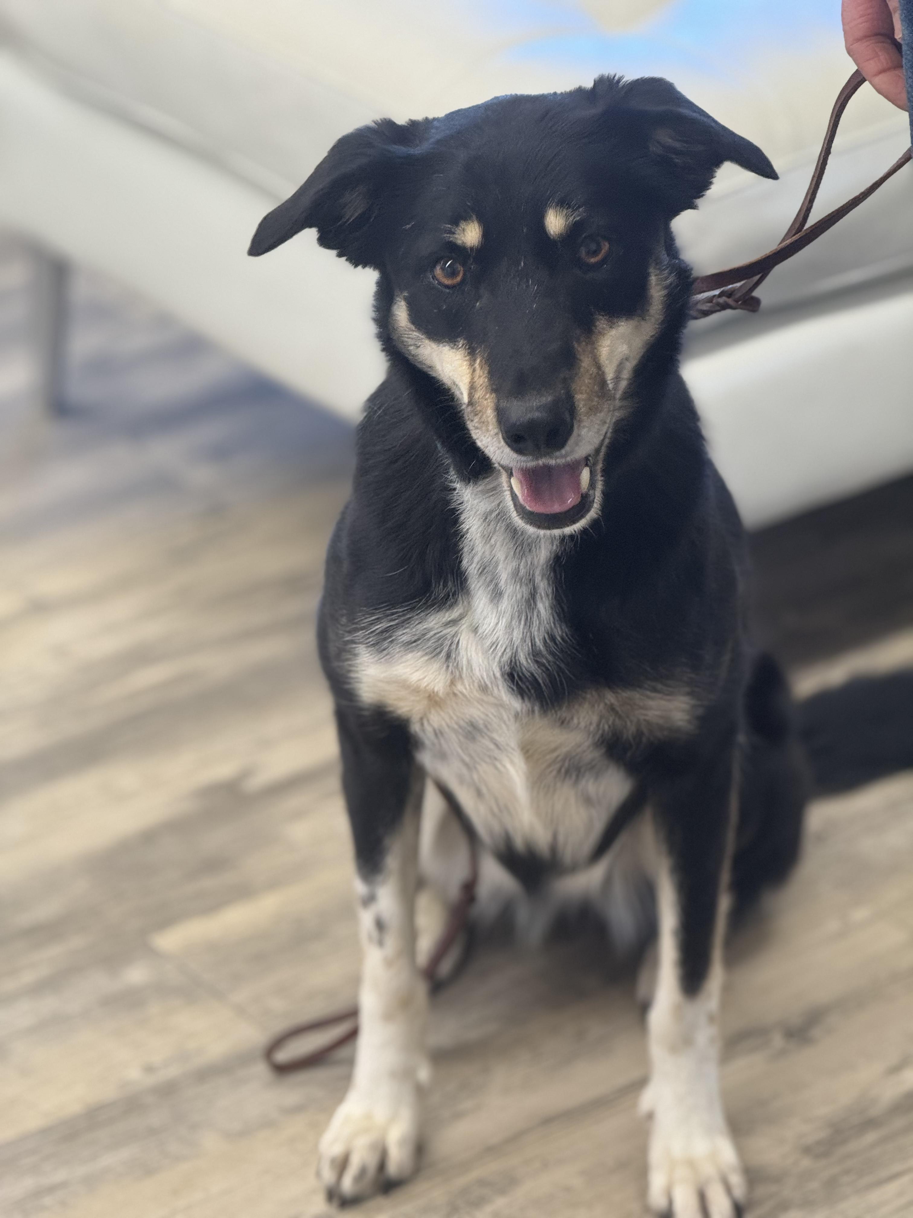 Bell — thumbnail 2