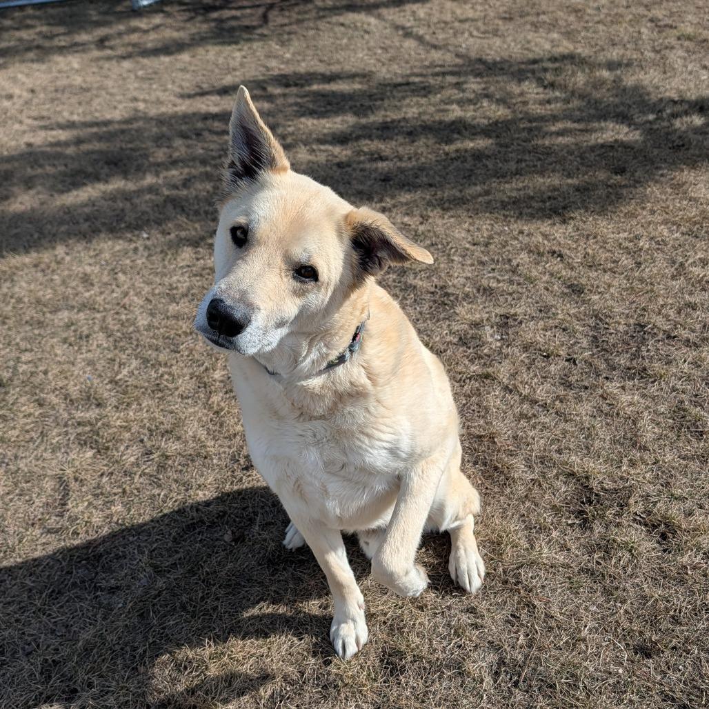 Sage, Adoptable, Senior Male German Shepherd Dog & Mixed Breed.