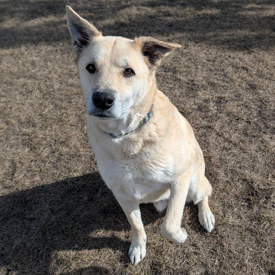 Enlarge Sage, a Adoptable mixed breed in Detroit Lakes, MN image 2/6