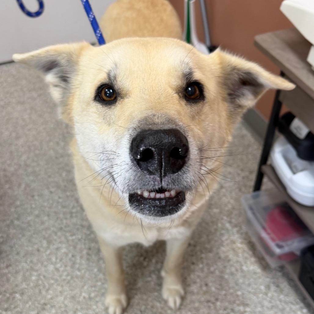 Enlarge Sage, a Adoptable mixed breed in Detroit Lakes, MN image 3/6