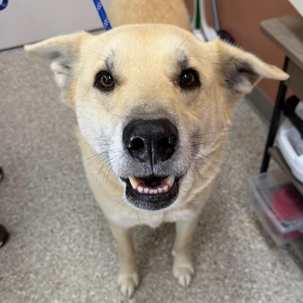 Enlarge Sage, a Adoptable mixed breed in Detroit Lakes, MN image 4/6