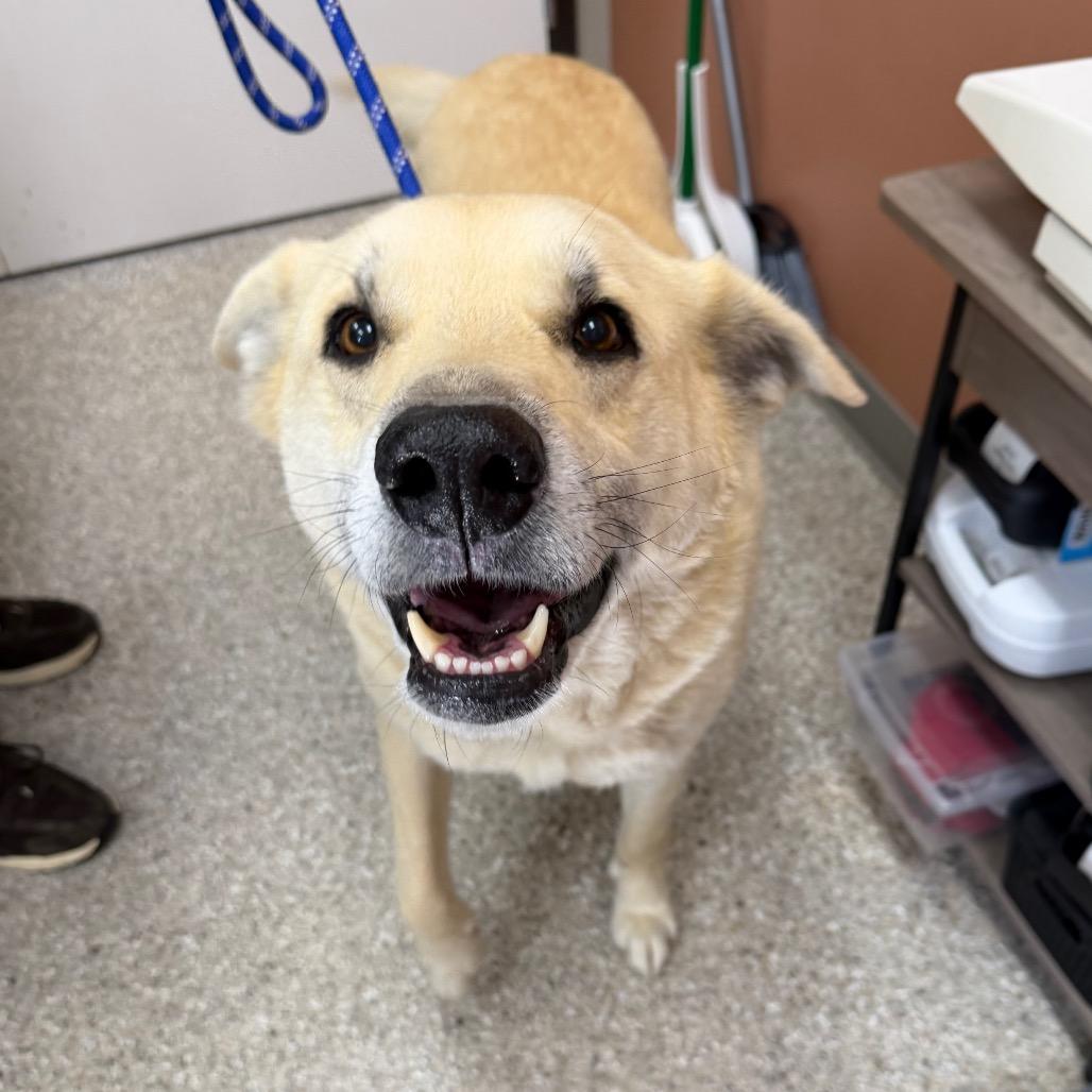 Enlarge Sage, a Adoptable mixed breed in Detroit Lakes, MN image 5/6