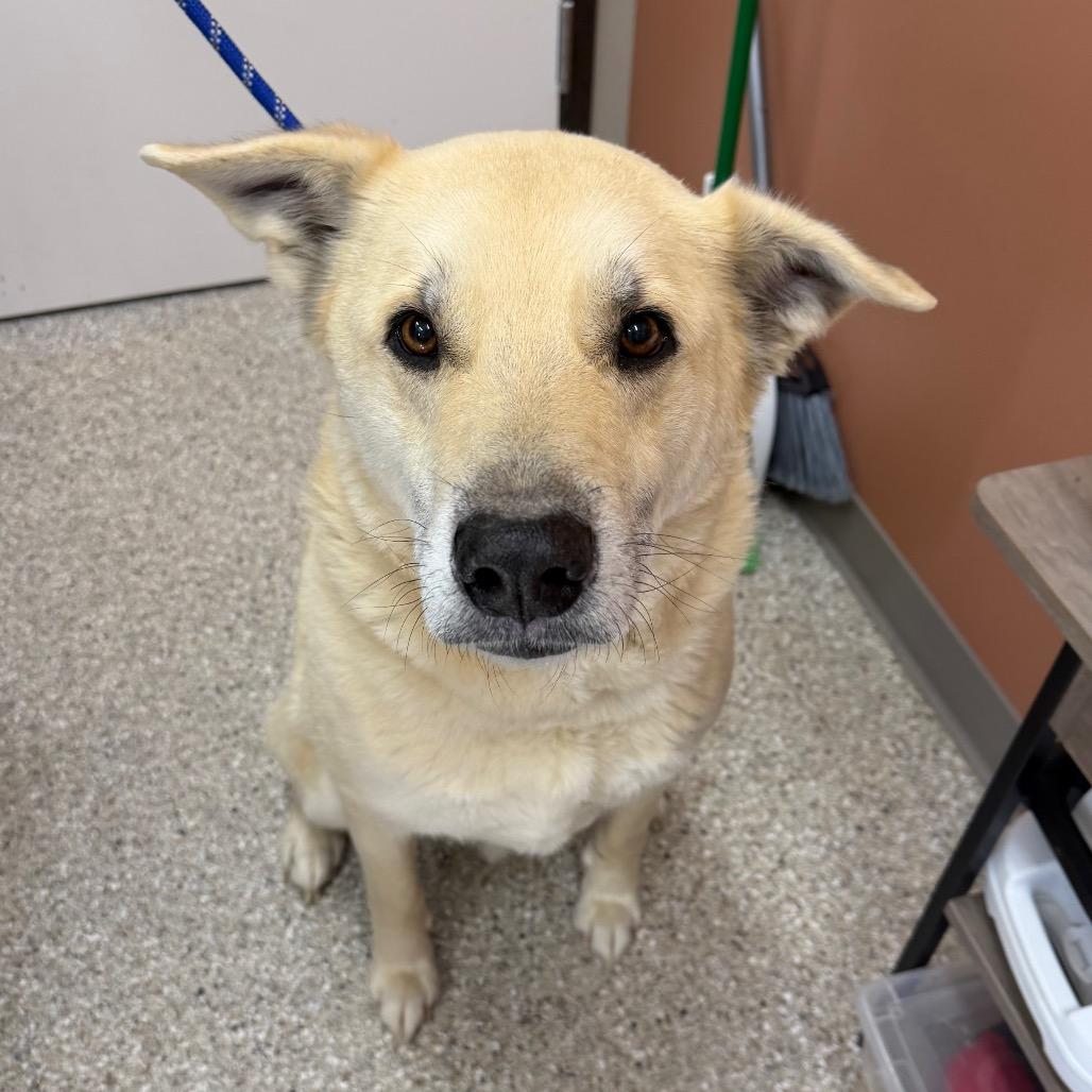 Enlarge Sage, a Adoptable mixed breed in Detroit Lakes, MN image 6/6
