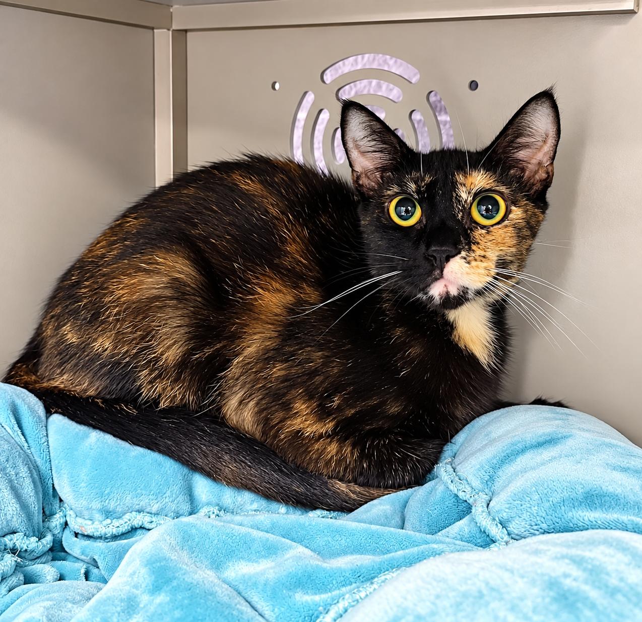 Enlarge Remi, a Adopted Domestic Short Hair in Moundsville, WV image 1/1