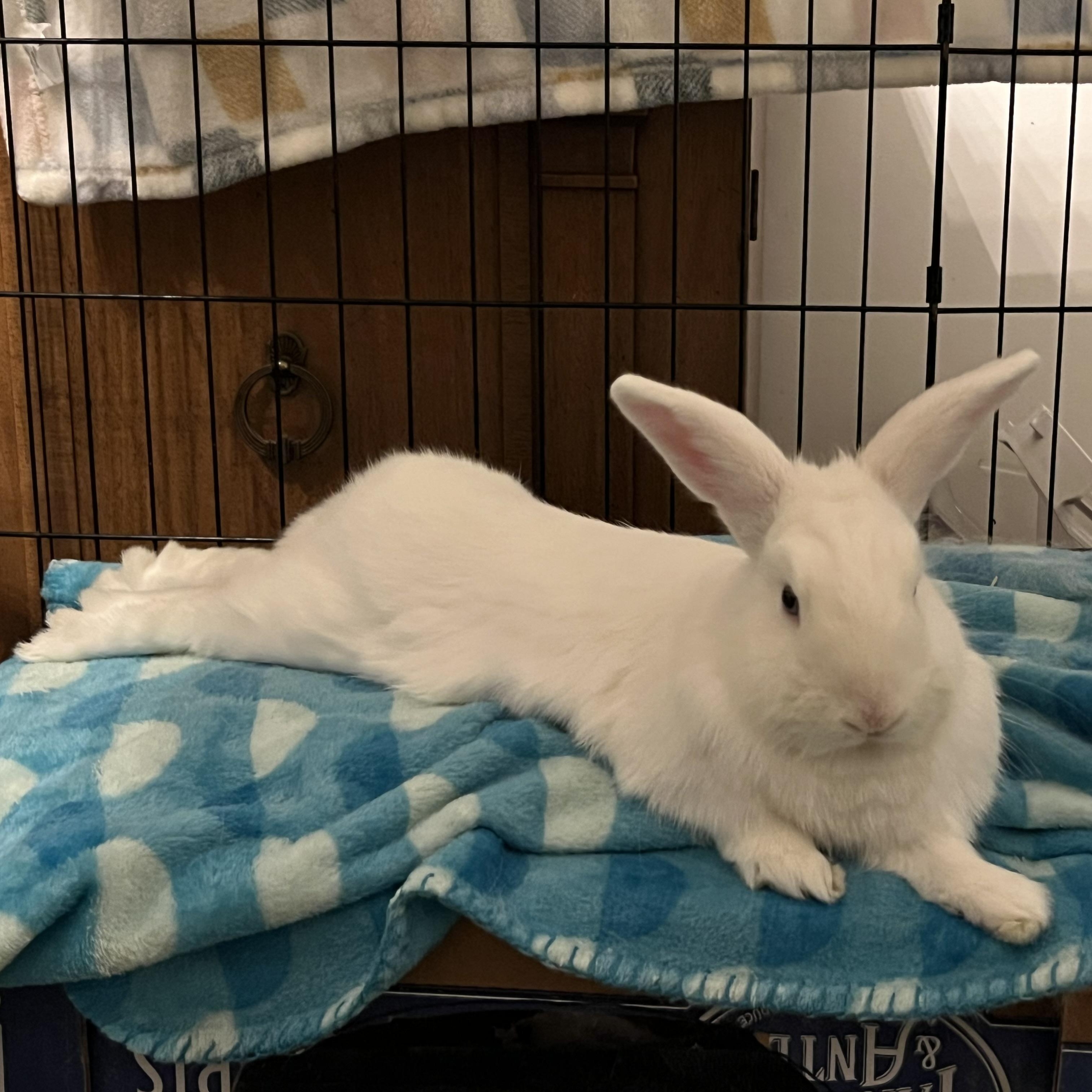 Enlarge Pippin, a Adoptable Florida White in Huntsville, AL image 2/6