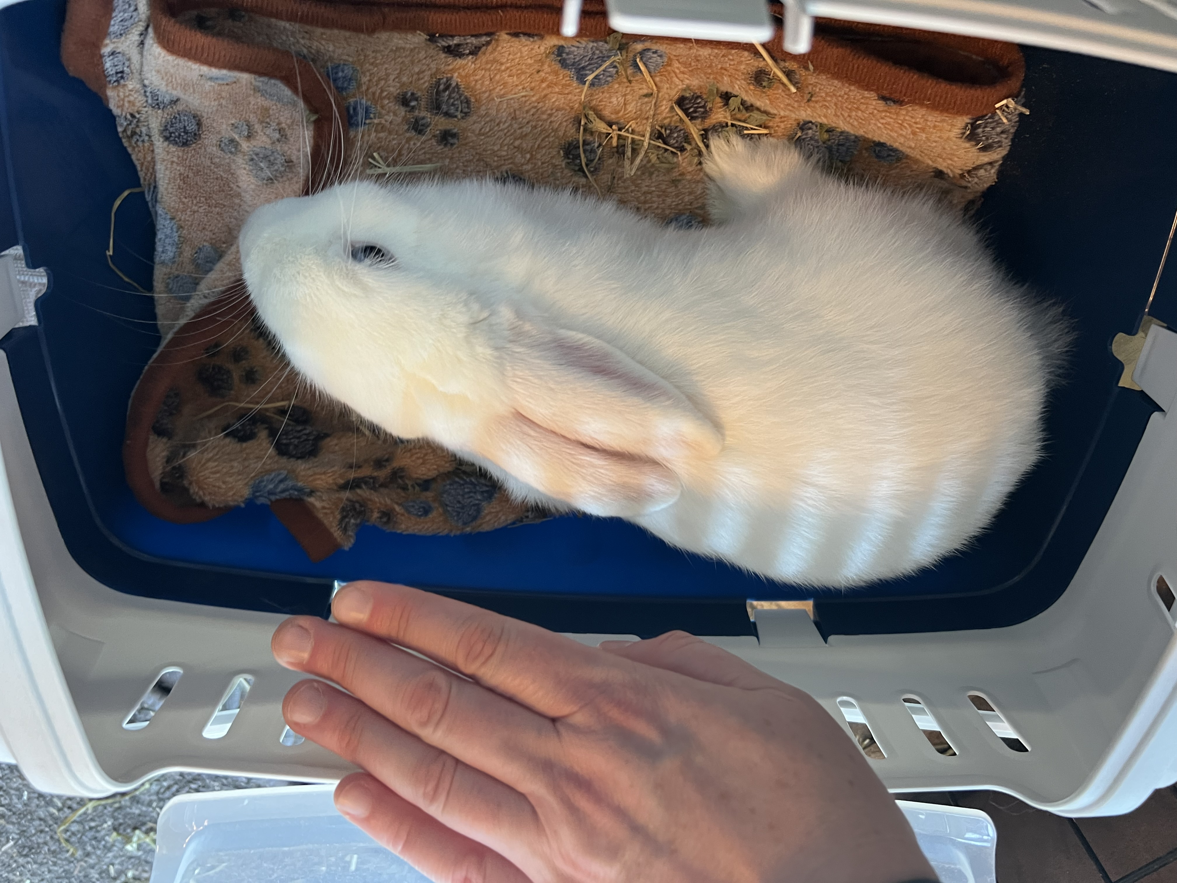 Enlarge Pippin, a Adoptable Florida White in Huntsville, AL image 5/6