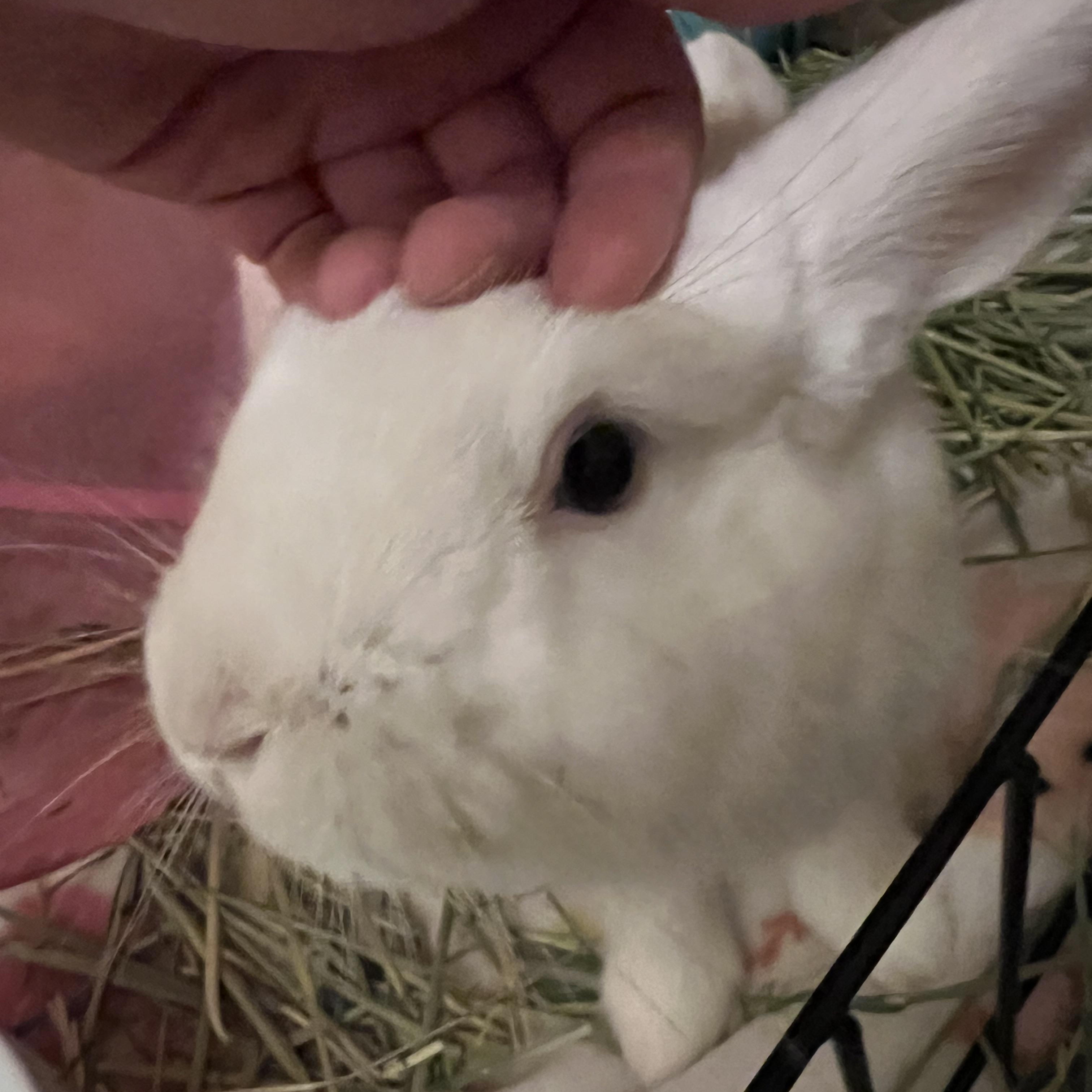 Enlarge Pippin, a Adoptable Florida White in Huntsville, AL image 3/6