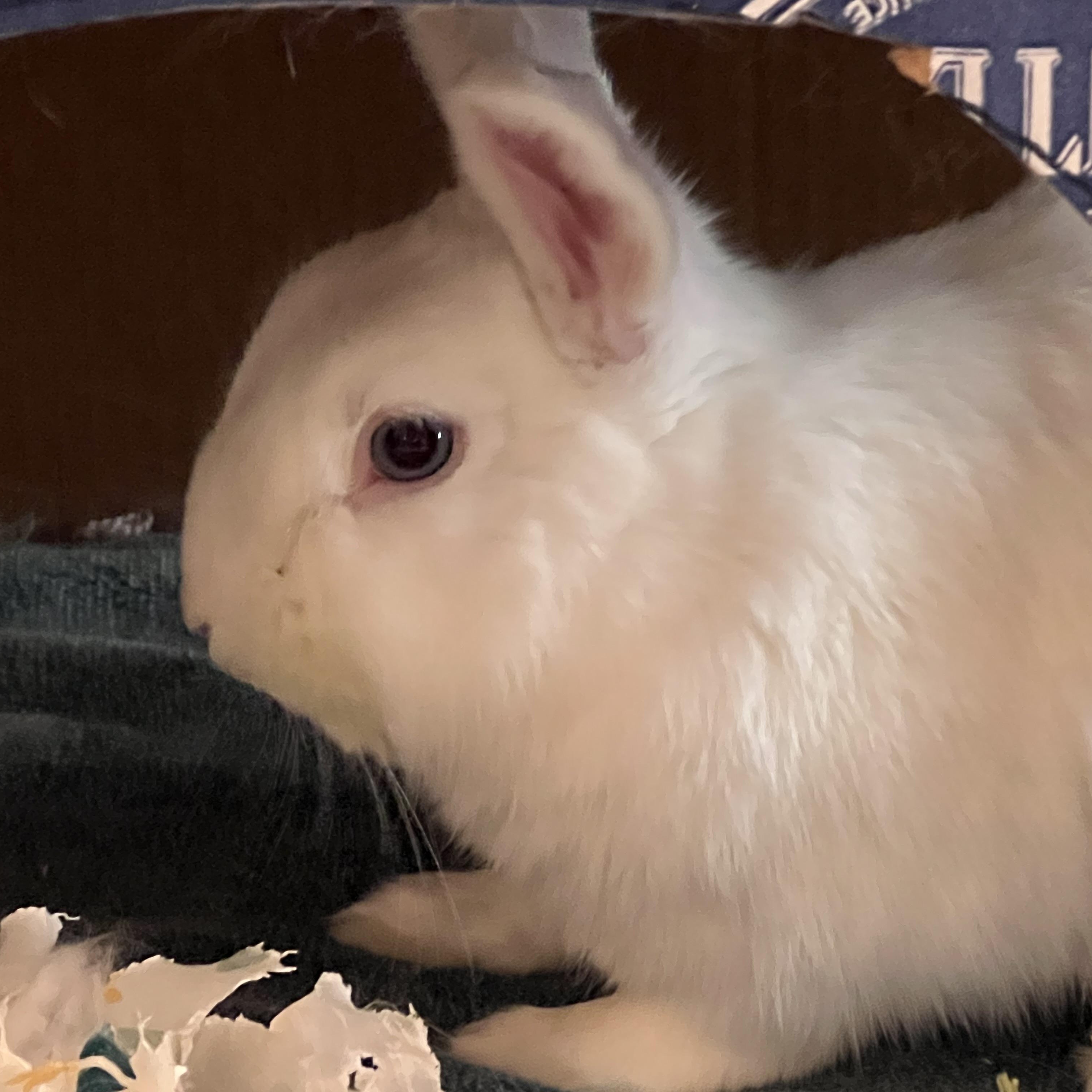 Enlarge Pippin, a Adoptable Florida White in Huntsville, AL image 1/6