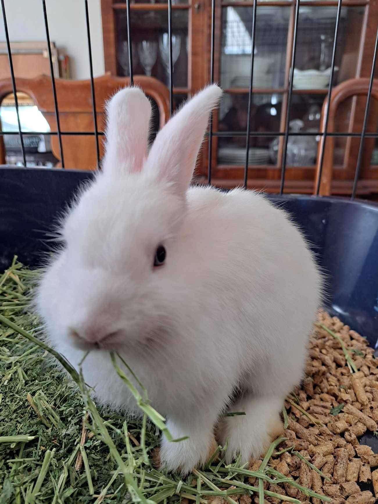 Enlarge Pippin, a Adoptable Florida White in Huntsville, AL image 6/6