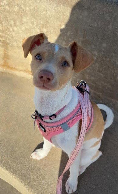 Lolly, Adopted, Puppy Female Chihuahua.