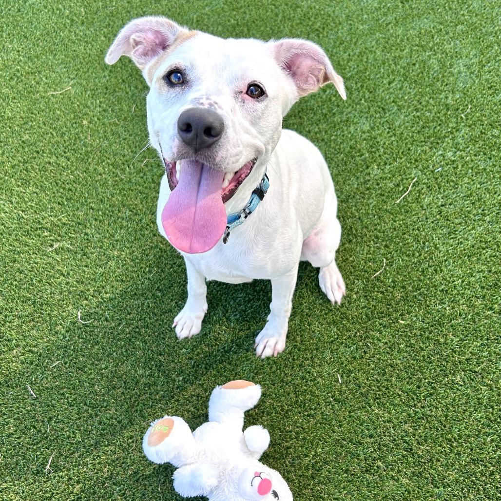 Enlarge Karma, a Adoptable Mixed Breed in Bradenton, FL image 1/4