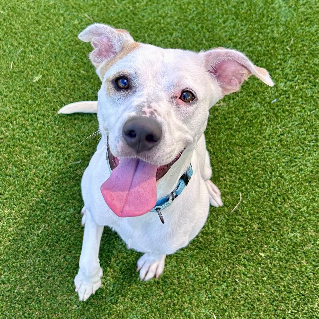 Enlarge Karma, a Adoptable Mixed Breed in Bradenton, FL image 2/4