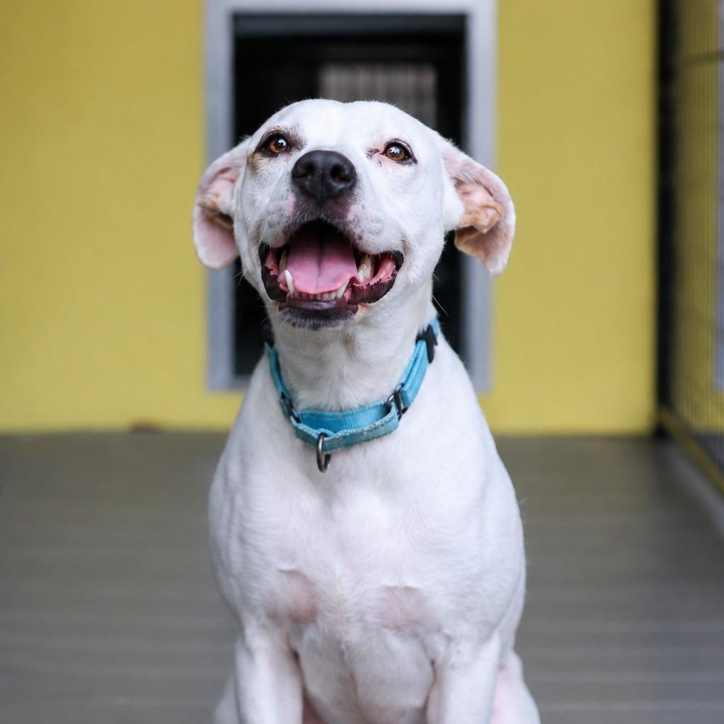 Enlarge Karma, a Adoptable Mixed Breed in Bradenton, FL image 3/4
