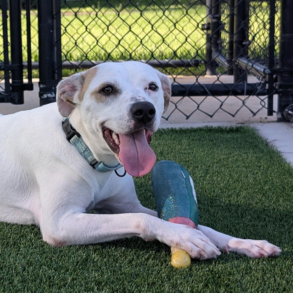 Enlarge Karma, a Adoptable Mixed Breed in Bradenton, FL image 4/4