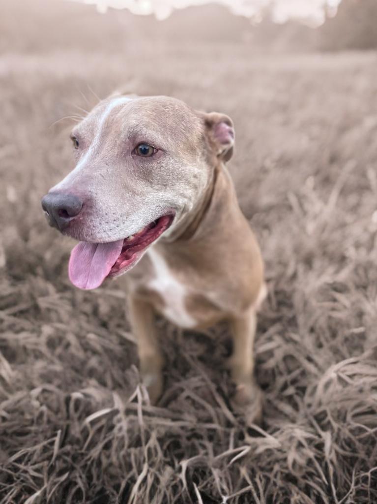 Enlarge Cocoa, a Adoptable mixed breed in League City, TX image 6/6