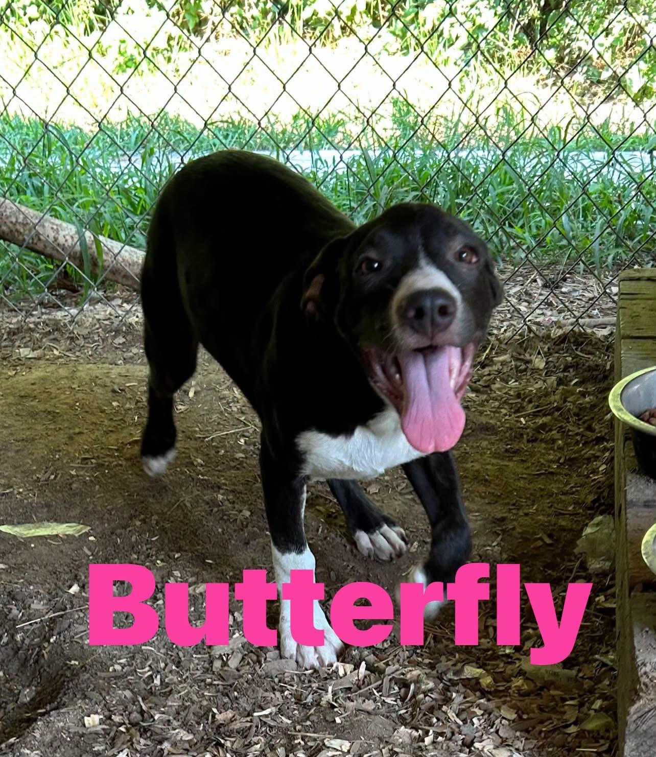 Butterfly, adopted, Young Female Border Collie.