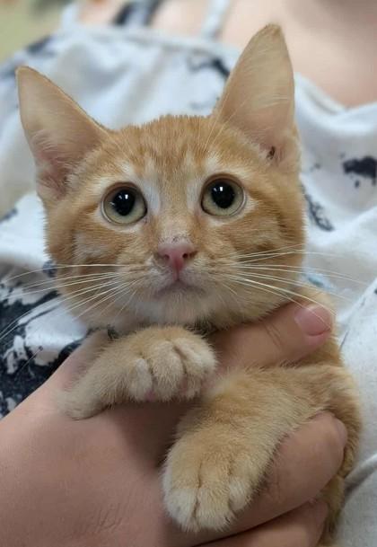 Challah, Adoptable, Kitten Male Domestic Short Hair & Domestic Short Hair.