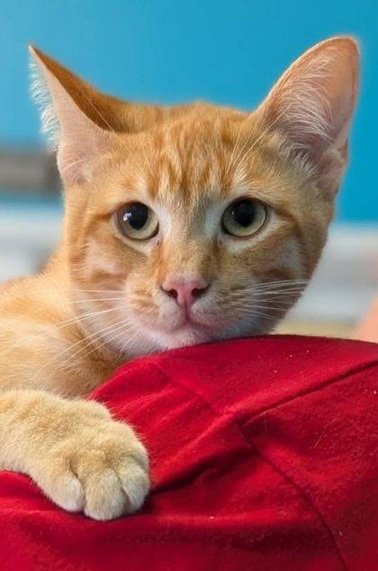 Enlarge Challah, a Adoptable mixed breed in La Harpe, KS image 2/3