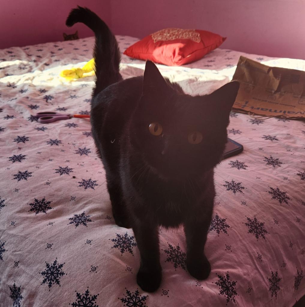 Meadow, Adopted, Young Female Domestic Short Hair.