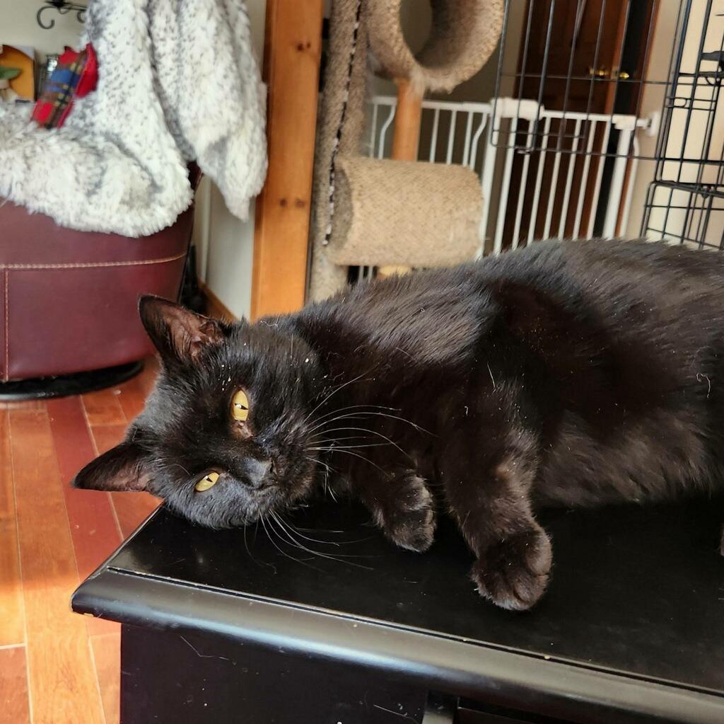 Enlarge Meadow, a Adopted mixed breed in Brainardsville, NY image 2/2