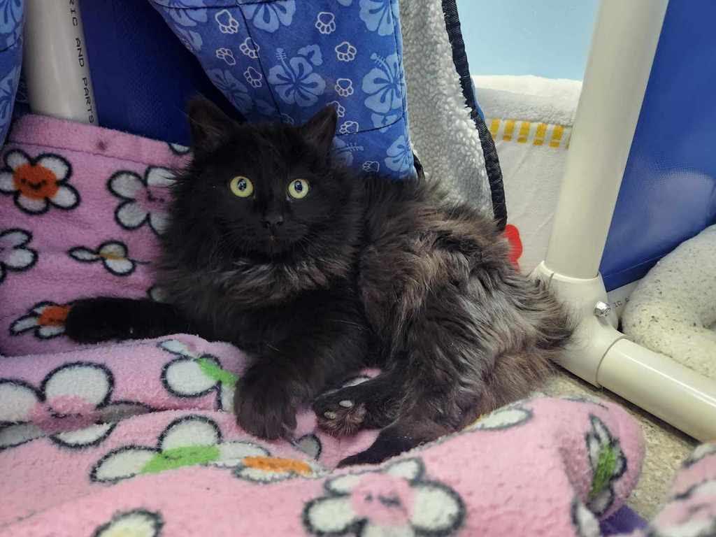 Cam, ADOPTABLE, Young Male Domestic Long Hair.