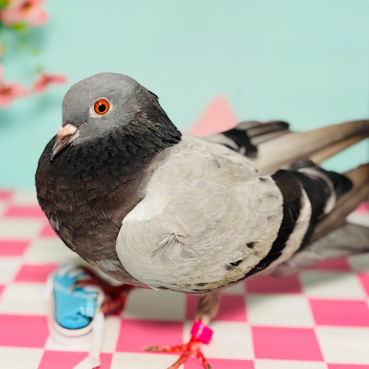 Jessie, Adoptable, Adult Unknown Pigeon.