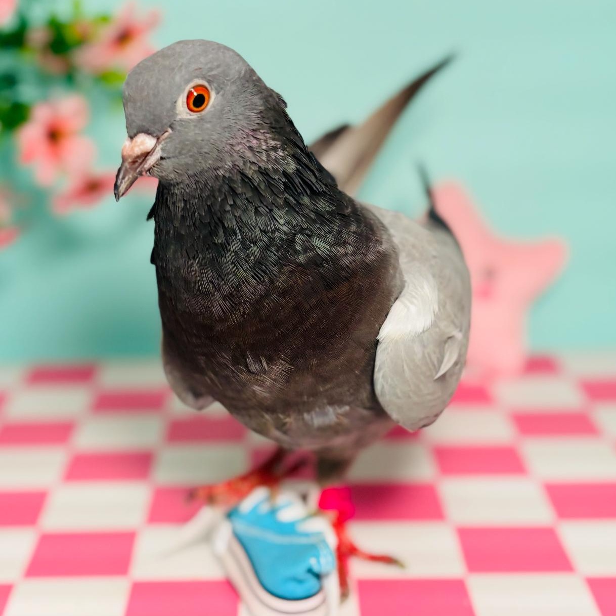 Enlarge Jessie, a Adoptable Pigeon in Chicago, IL image 2/3