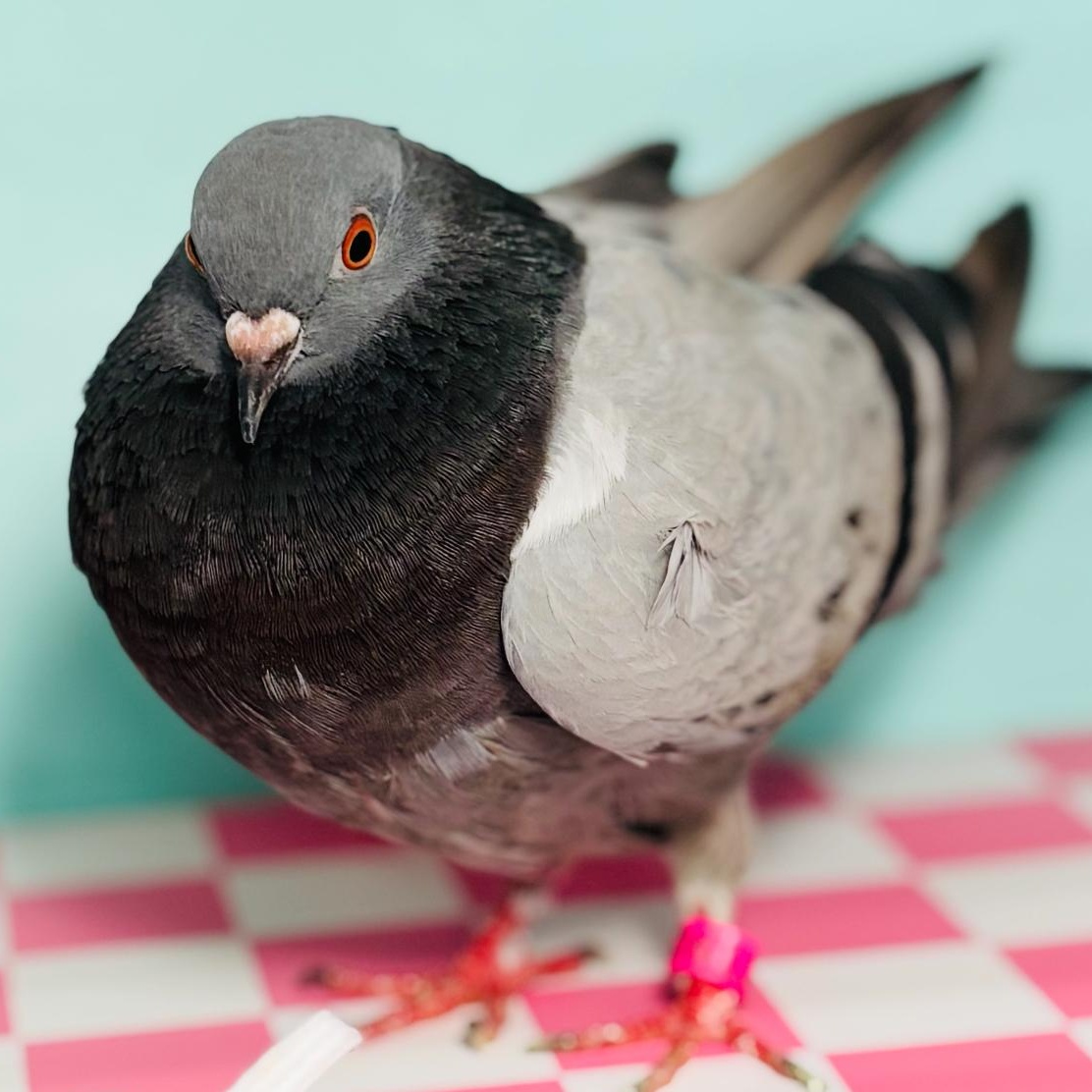 Enlarge Jessie, a Adoptable Pigeon in Chicago, IL image 3/3