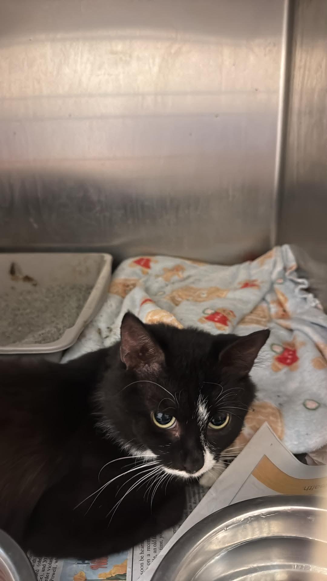 mayflower, Adoptable, Adult Female Domestic Short Hair.