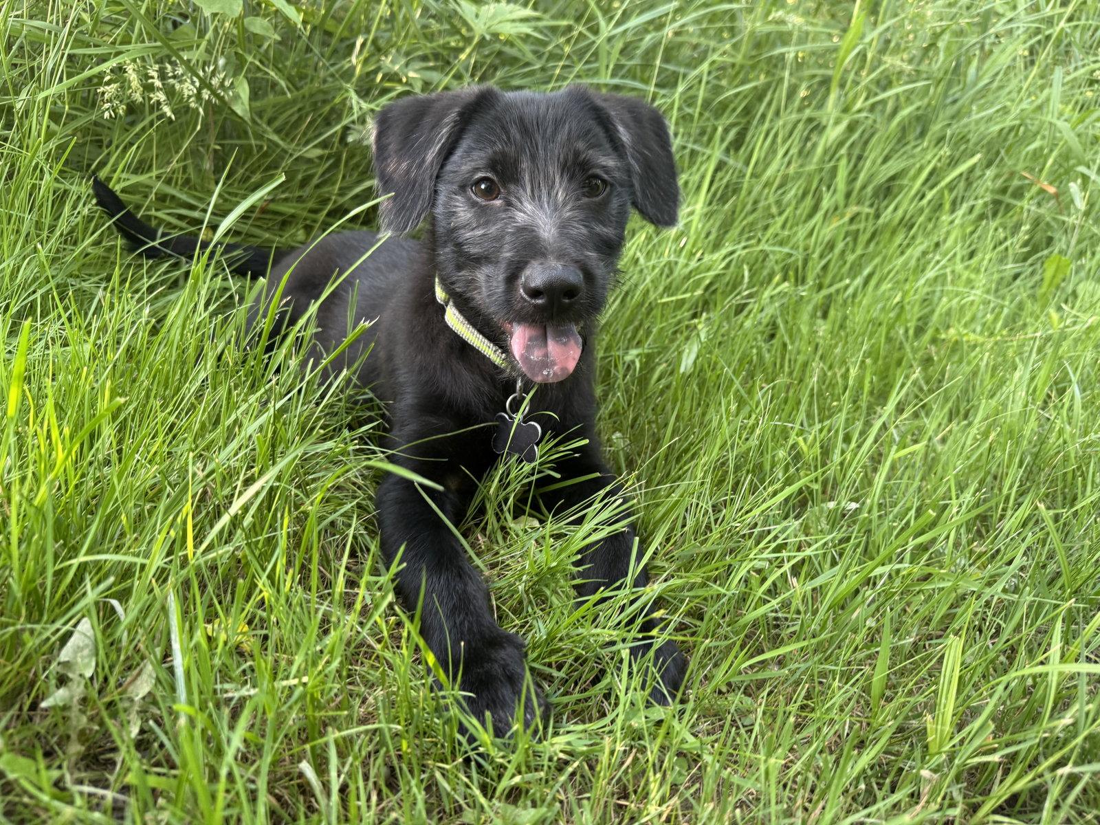Puka, Adoptable, Puppy Male Cattle Dog & Border Collie.
