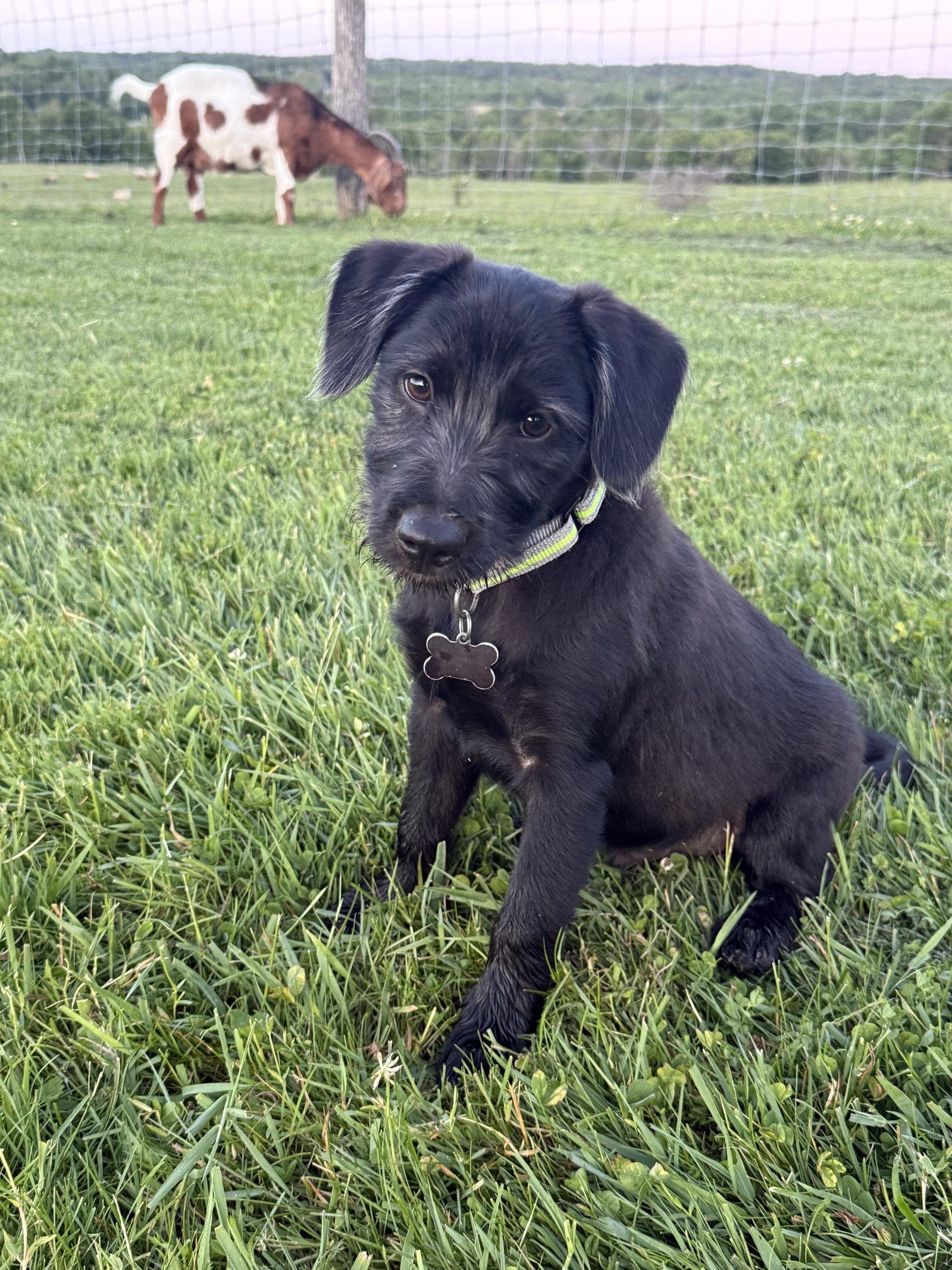 Puka, a Adoptable mixed breed in Springville, NY image 2/3