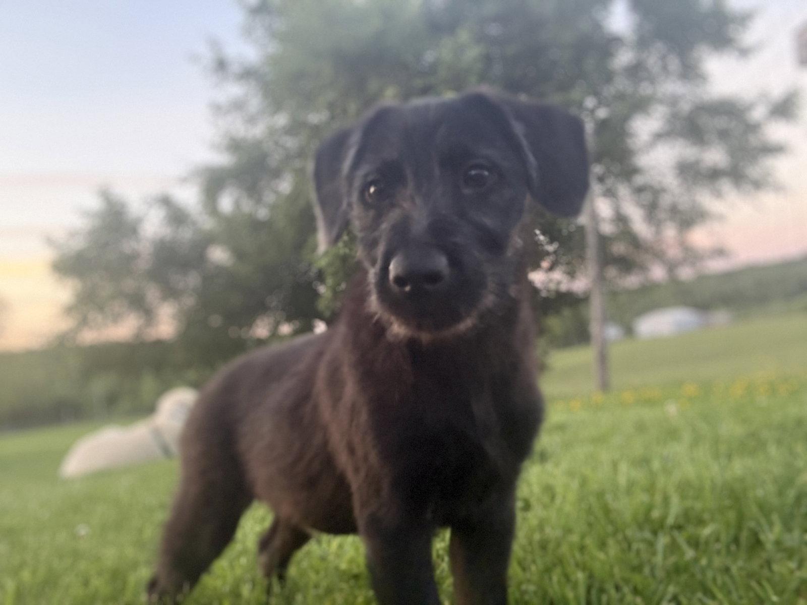 Puka, a Adoptable mixed breed in Springville, NY image 3/3