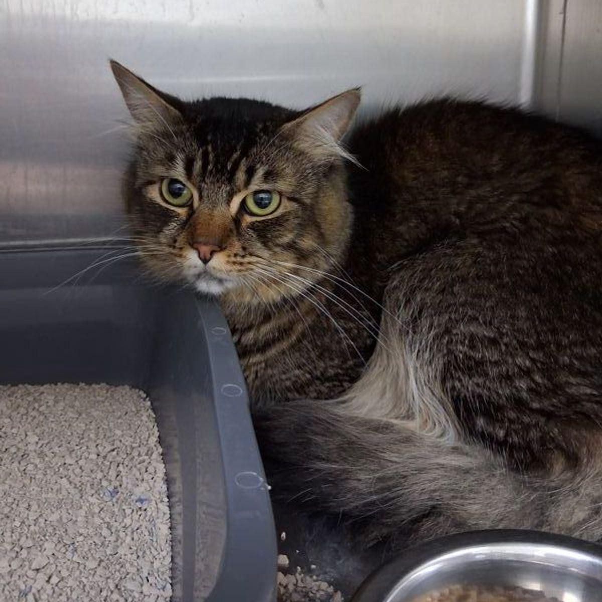 Odin, Adoptable, Adult Male Domestic Medium Hair.