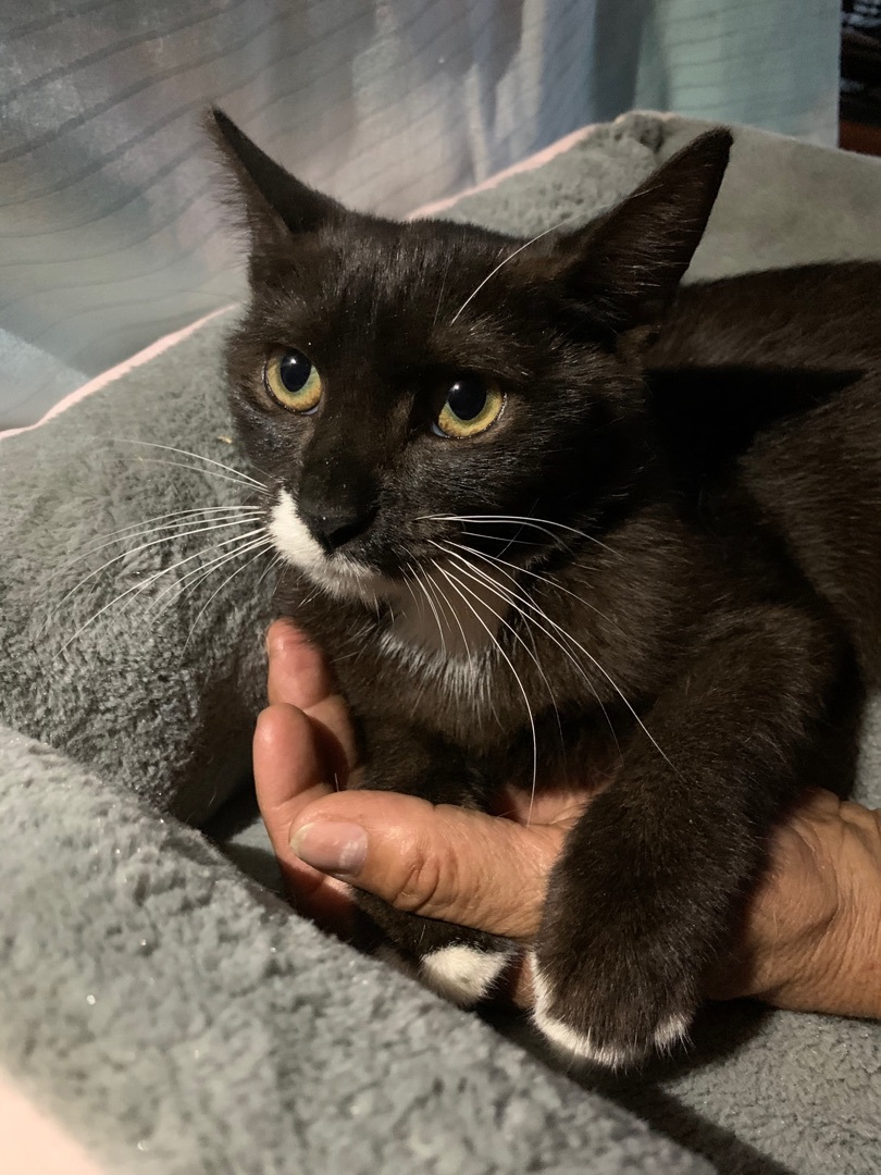 Sophia, a Adoptable Tuxedo in Parkland, FL image 1/3