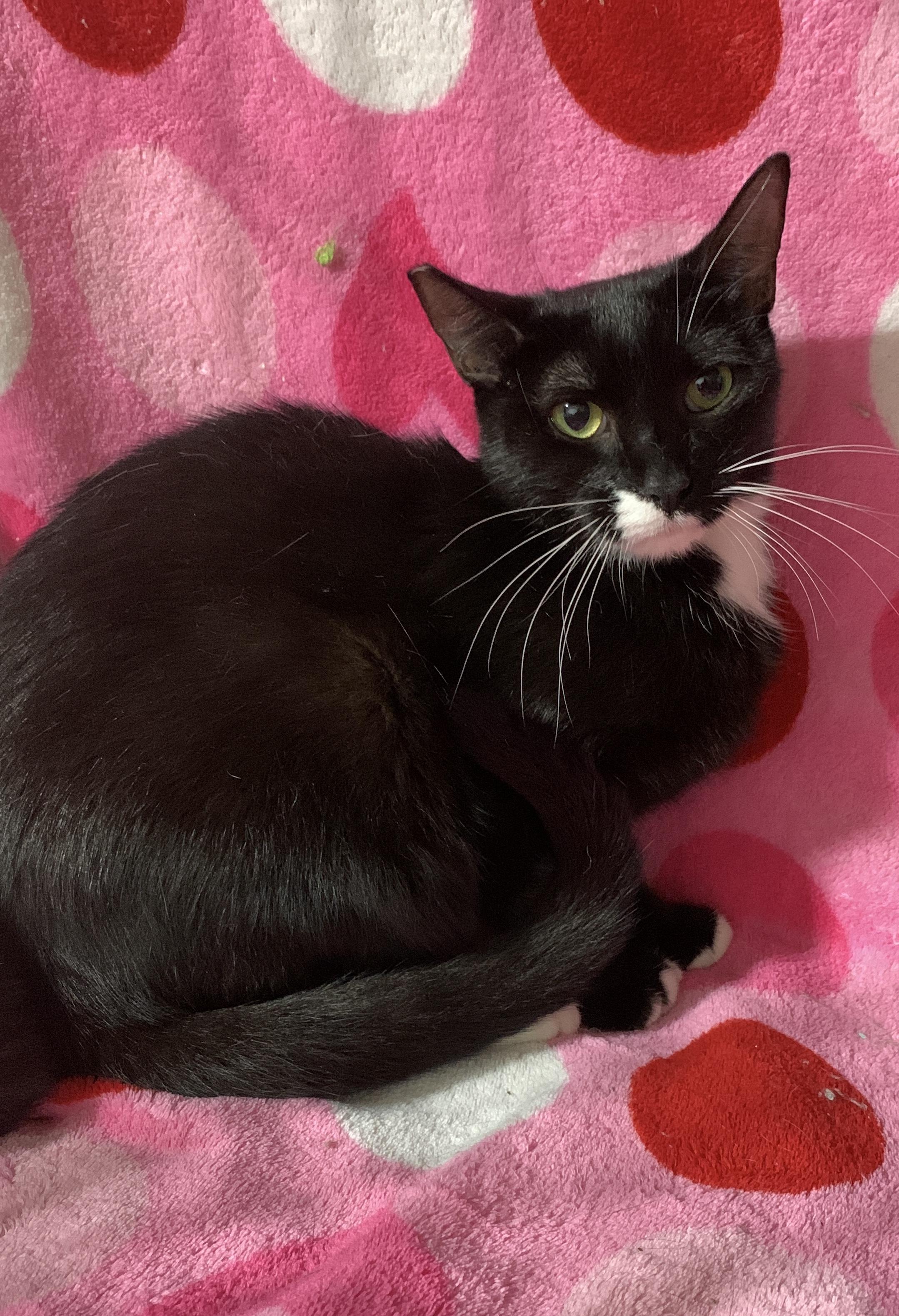 Sophia, Adoptable, Young Female Tuxedo.
