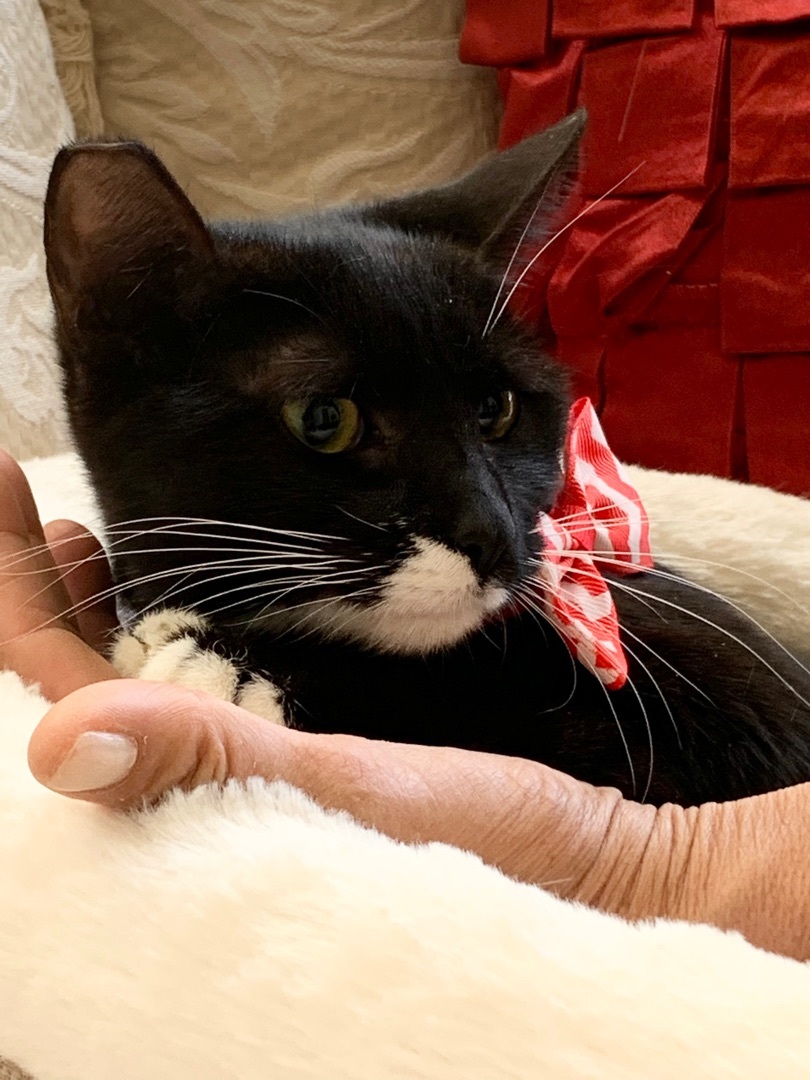 Sophia, a Adoptable Tuxedo in Parkland, FL image 2/3