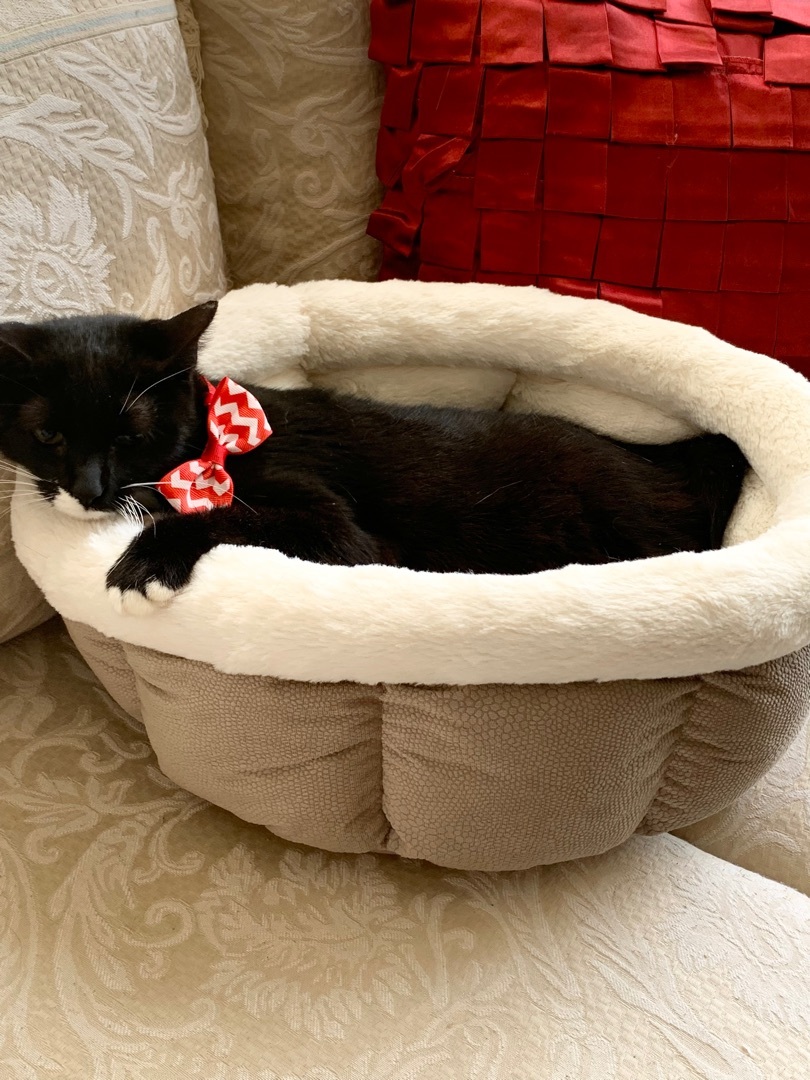 Sophia, a Adoptable Tuxedo in Parkland, FL image 3/3