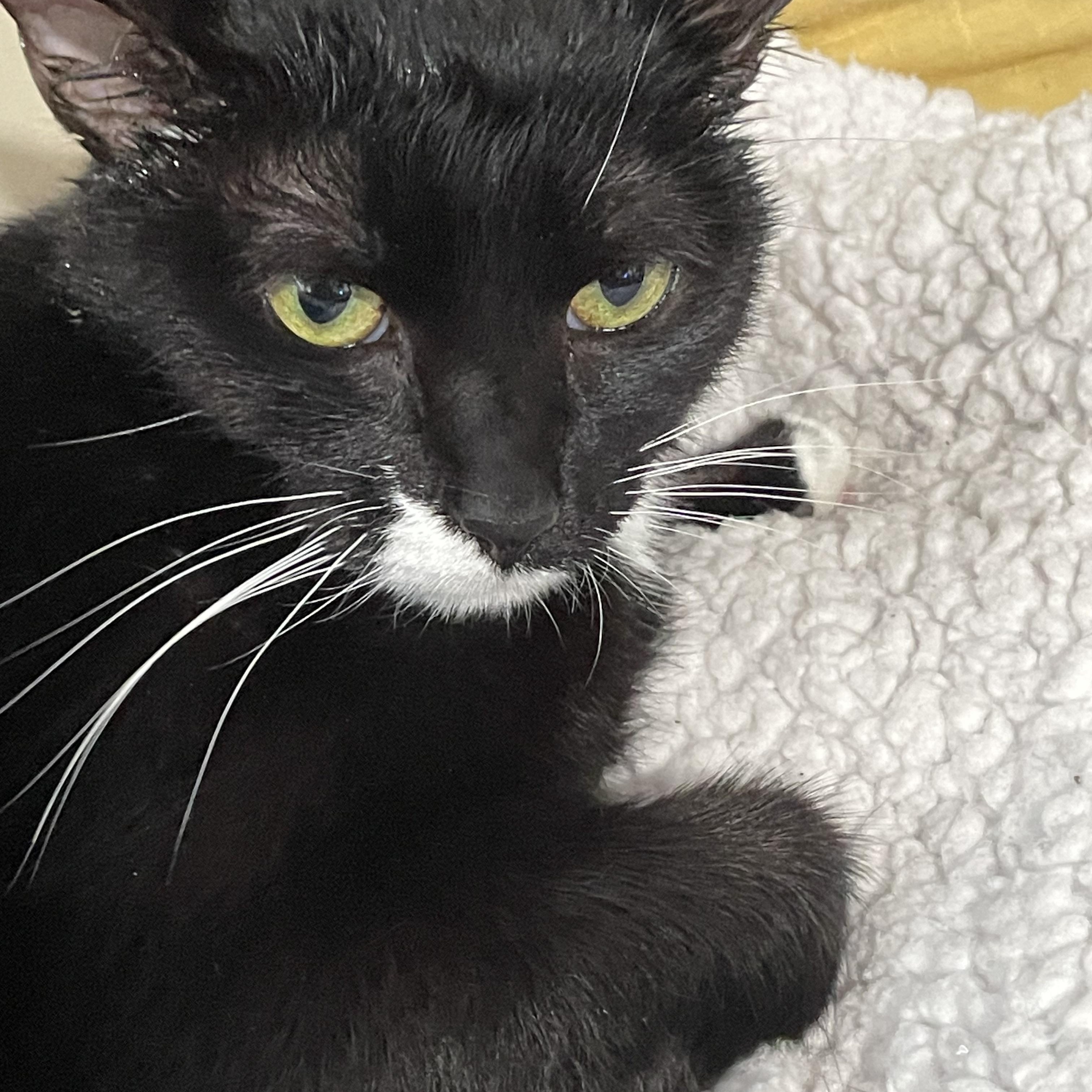 Enlarge Sophia, a Adoptable Tuxedo in Parkland, FL image 3/4