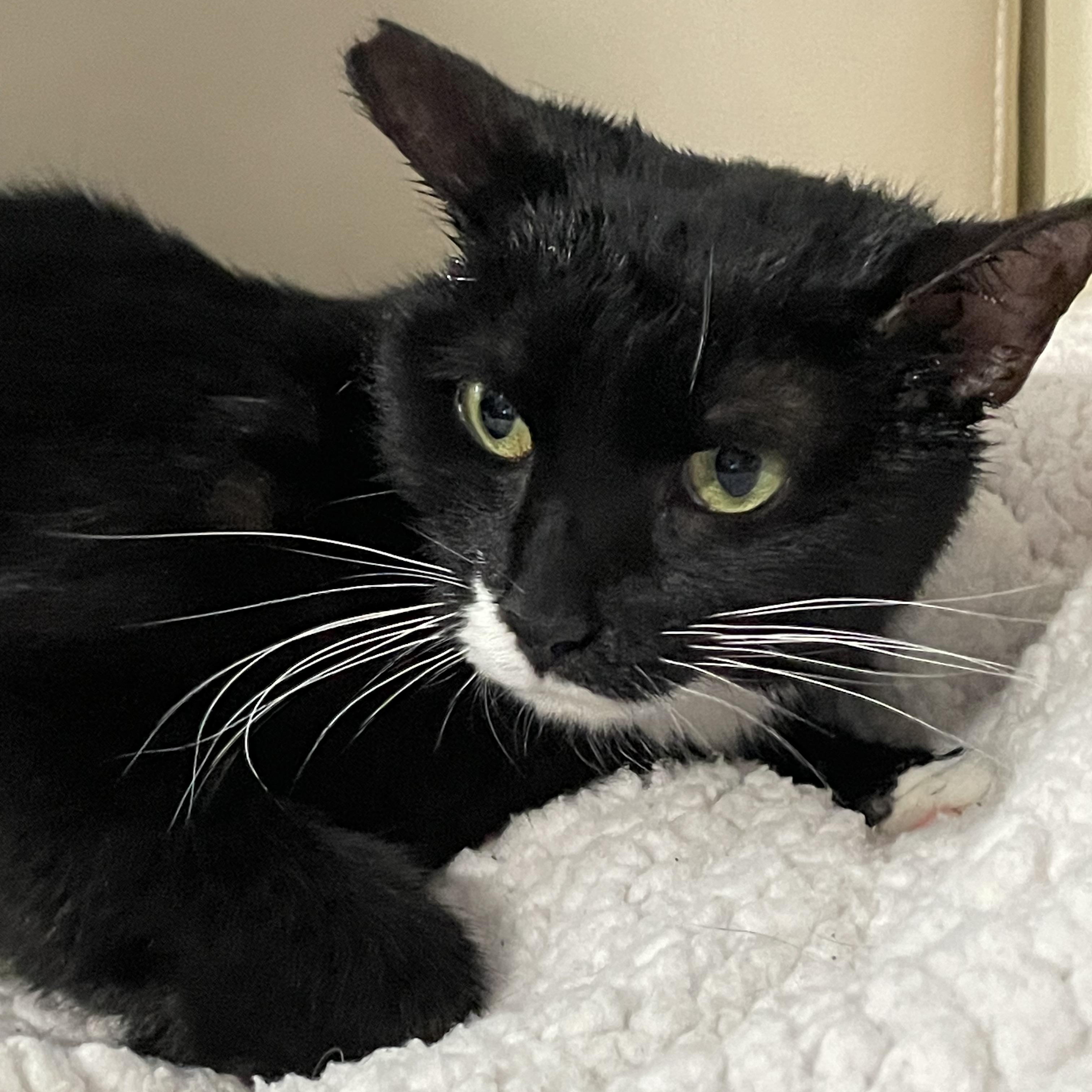 Enlarge Sophia, a Adoptable Tuxedo in Parkland, FL image 2/4