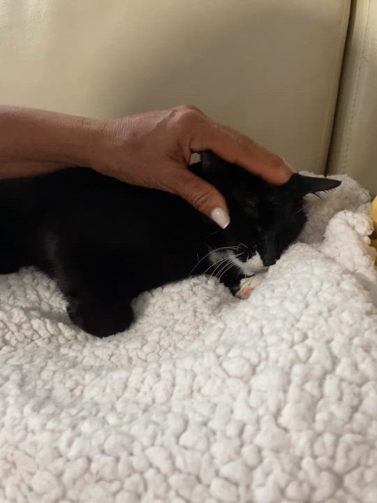 Enlarge Sophia, a Adoptable Tuxedo in Parkland, FL video 4/4
