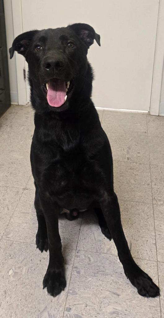 Enlarge Whiskey Slush, a Adoptable mixed breed in Sandusky, OH image 1/3